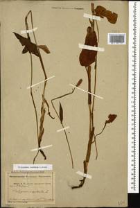 Bistorta carnea (K. Koch) Kom., Caucasus, Abkhazia (K4a) (Abkhazia)
