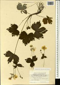 Ranunculus cappadocicus Willd., Caucasus, Black Sea Shore (from Novorossiysk to Adler) (K3) (Russia)