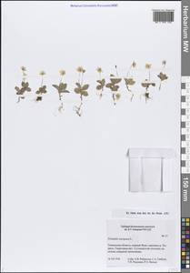 Lysimachia europaea (L.) U.Manns & Anderb., Siberia, Western Siberia (S1) (Russia)