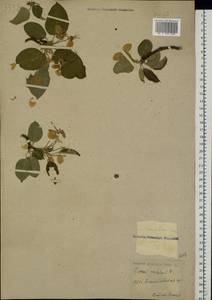 Malus sylvestris Mill., Eastern Europe, Central forest-and-steppe region (E6) (Russia)