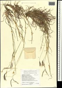 Bothriochloa ischaemum (L.) Keng, Crimea (KRYM) (Russia)