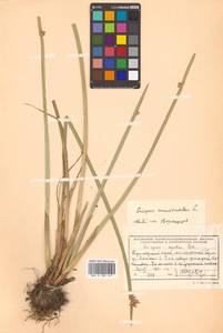 Schoenoplectiella mucronata (L.) J.Jung & H.K.Choi, Siberia, Russian Far East (S6) (Russia)