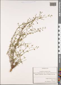 Scrophularia variegata M. Bieb., Caucasus, Dagestan (K2) (Russia)