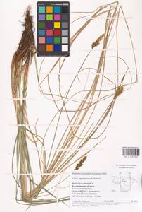 Carex appropinquata Schumach., Eastern Europe, Central region (E4) (Russia)