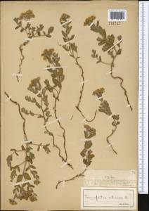 Heliotropium sibiricum (L.) J. I. M. Melo, Middle Asia, Muyunkumy, Balkhash & Betpak-Dala (M9) (Kazakhstan)