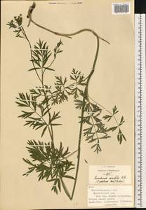 Dichoropetalum carvifolia (Vill.) Pimenov & Kljuykov, Eastern Europe, North Ukrainian region (E11) (Ukraine)
