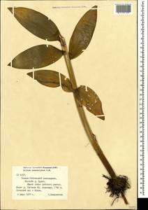 Lilium monadelphum M.Bieb., Caucasus, North Ossetia, Ingushetia & Chechnya (K1c) (Russia)