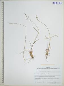 Poa glauca Vahl, Siberia, Russian Far East (S6) (Russia)