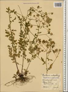 Tanacetum partheniifolium (Willd.) Sch. Bip., Caucasus, Black Sea Shore (from Novorossiysk to Adler) (K3) (Russia)