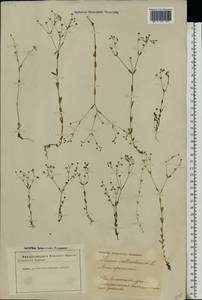 Linum catharticum L., Eastern Europe, Latvia (E2b) (Latvia)