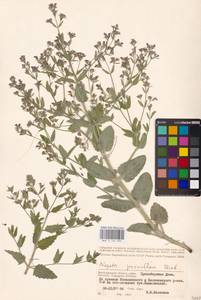MHA 0 155 695, Nepeta ucranica subsp. parviflora (M.Bieb.) M.Masclans de Bolos, Eastern Europe, Lower Volga region (E9) (Russia)