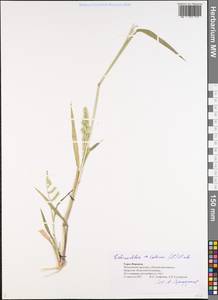 Echinochloa colona (L.) Link, Eastern Europe, Central forest-and-steppe region (E6) (Russia)