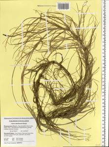 Carex mackenziei V.I.Krecz., Eastern Europe, Northern region (E1) (Russia)