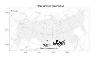 Ranunculus pulchellus C. A. Mey., Atlas of the Russian Flora (FLORUS) (Russia)