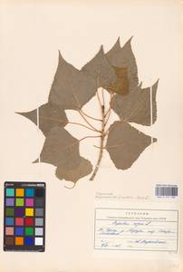Populus nigra L., Eastern Europe, North Ukrainian region (E11) (Ukraine)