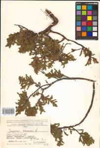 Juniperus communis L., Eastern Europe, Northern region (E1) (Russia)