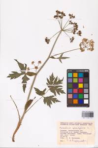 Heracleum sphondylium L., Eastern Europe, West Ukrainian region (E13) (Ukraine)