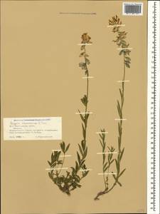 Polygala major Jacq., Caucasus, South Ossetia (K4b) (South Ossetia)