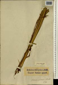 Dierama pendulum (L.f.) Baker, Africa (AFR) (South Africa)