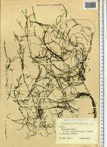 Potamogeton berchtoldii Fieber, Eastern Europe, Latvia (E2b) (Latvia)