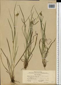 Carex flava L., Eastern Europe, North-Western region (E2) (Russia)