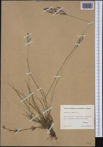 Agrostis canina L., Western Europe (EUR) (Finland)