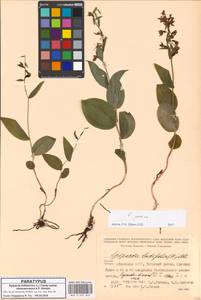 Epipactis persica (Soó) Hausskn. ex Nannf., Caucasus, Abkhazia (K4a) (Abkhazia)