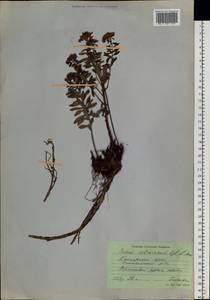 Phedimus selskanianus (Regel & Maack) 't Hart, Siberia, Russian Far East (S6) (Russia)