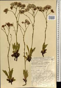 Limonium flexuosum (L.) Chaz., Mongolia (MONG) (Mongolia)