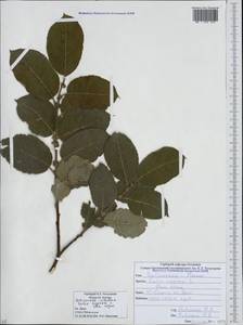 Salix caprea L., Caucasus, South Ossetia (K4b) (South Ossetia)