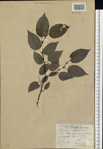 Chosenia cardiophylla (Trautv. & C. A. Mey.) N. Chao, Siberia, Yakutia (S5) (Russia)