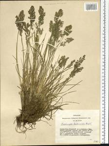 Deschampsia koelerioides Regel, Siberia, Altai & Sayany Mountains (S2) (Russia)