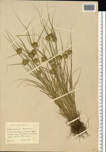 Carex bohemica Schreb., Eastern Europe, Middle Volga region (E8) (Russia)