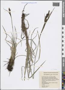 Carex aquatilis var. minor Boott, Siberia, Western Siberia (S1) (Russia)