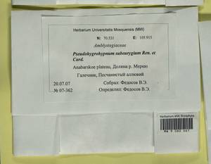 Pseudohygrohypnum subeugyrium (Renauld & Cardot) Ignatov & Ignatova, Bryophytes, Bryophytes - Krasnoyarsk Krai, Tyva & Khakassia (B17) (Russia)