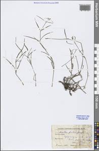 Dianthus chinensis L., Eastern Europe, Moscow region (E4a) (Russia)