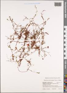 Vaccinium microcarpum (Turcz. ex Rupr.) Schmalh. ex Busch, Siberia, Baikal & Transbaikal region (S4) (Russia)