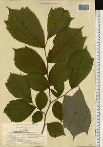 Ulmus glabra, Eastern Europe, Central region (E4) (Russia)