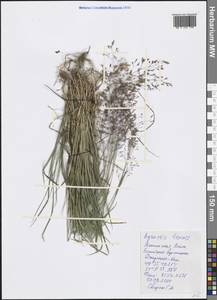 Agrostis capillaris L., Crimea (KRYM) (Russia)