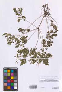 Geranium robertianum L., Eastern Europe, Moscow region (E4a) (Russia)