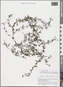 Galium triflorum Michx., Siberia, Russian Far East (S6) (Russia)