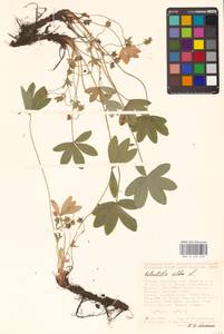 Potentilla alba L., Eastern Europe, Central forest-and-steppe region (E6) (Russia)