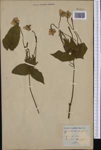 Convolvulus, Botanic gardens and arboreta (GARD) (Not classified)