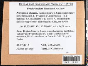 Brachythecium baicalense Ignatov, Bryophytes, Bryophytes - Russian Far East (excl. Chukotka & Kamchatka) (B20) (Russia)
