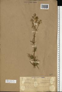 Thalictrum lucidum L., Eastern Europe, Volga-Kama region (E7) (Russia)