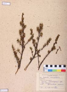 Betula glandulosa Michx., Siberia, Altai & Sayany Mountains (S2) (Russia)