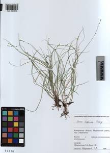 KUZ 002 946, Carex disperma Dewey, Siberia, Altai & Sayany Mountains (S2) (Russia)