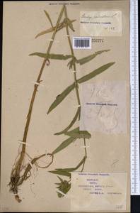 Stachys lavandulifolia Vahl, Middle Asia, Syr-Darian deserts & Kyzylkum (M7) (Kazakhstan)