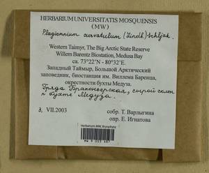 Plagiomnium curvatulum (Lindb.) Schljakov, Bryophytes, Bryophytes - Krasnoyarsk Krai, Tyva & Khakassia (B17) (Russia)