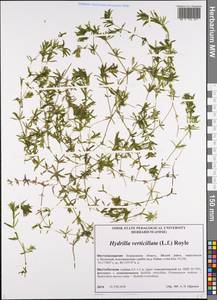 Hydrilla verticillata (L.f.) Royle, Siberia, Altai & Sayany Mountains (S2) (Russia)